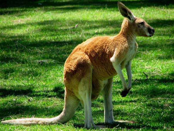 interesting facts about countries Australia 