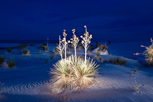 White Sands National Monument 12