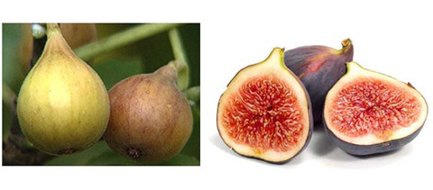 hyppocrates nutrition nourishing properties of figs