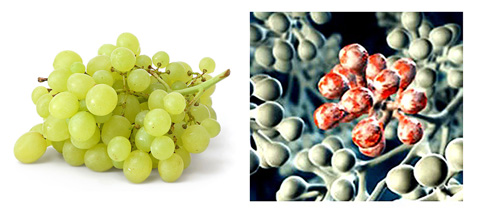 hyppocrates nutrition nourishing properties of grapes