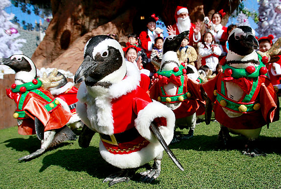 Penguins in Santa suits to welcome Christmas 8