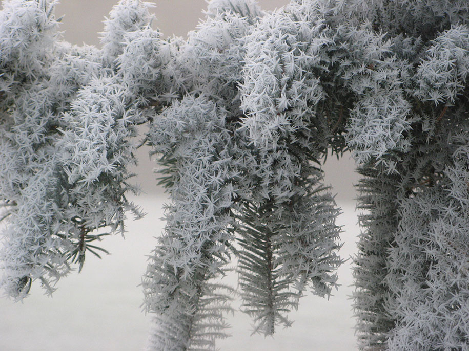 Frozen art by nature, pine