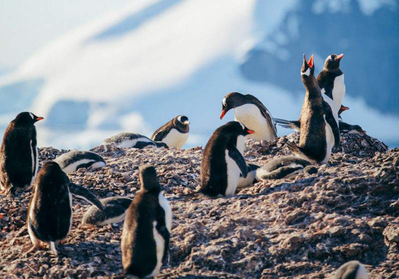 Cute penguins relaxing in Antarctica