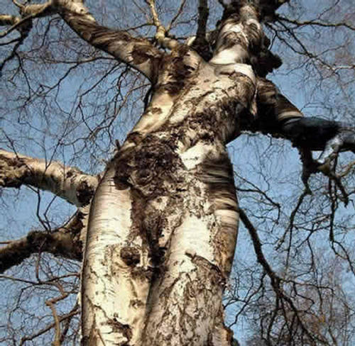 Unbelievable most strange trees in the World