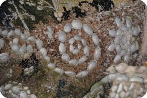 interior decoration of the shell grotto 5