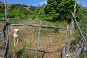 dog on the way to Olympus, the highest Greek mountain