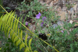 insects on Olympus, the highest Greek mountain