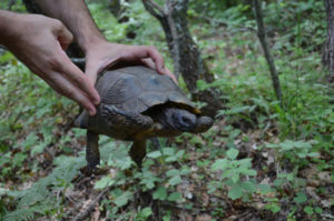 turtles on Olympus, the highest Greek mountain