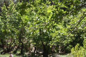 beautiful forest in Turkey