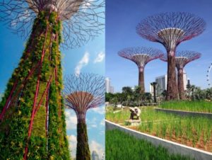 best attractions in Singapore, Bay Gardens 12