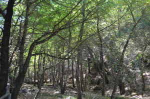 interesting things to see in island Rhodes valley of butterfly