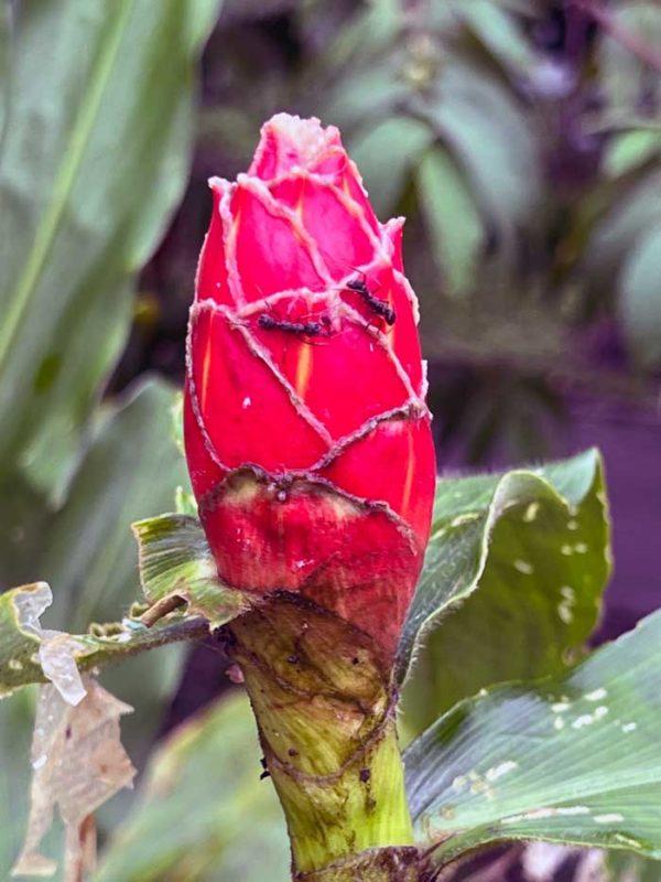 exotic pink flower in Mistico Arenal Park